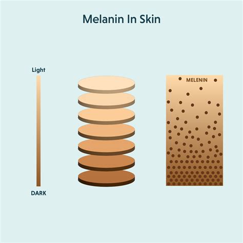 A melanin termelése a hajszálban