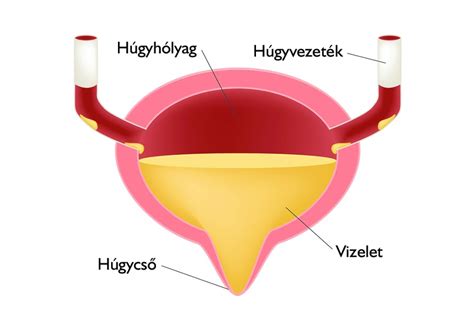 A hüvely anatómiai felépítése és a váladéktermelés folyamata