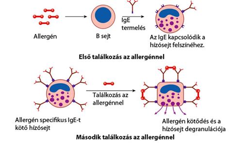 Allergiás reakció az arcon