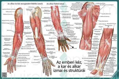 emberi kar idegrendszeri hálózata