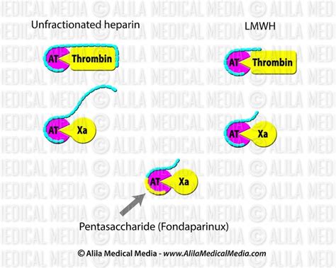 Az alacsony molekulatömegű heparin (LMWH) hatásmechanizmusa