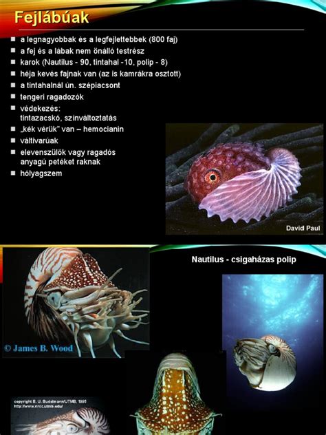 Serdülőkorúak csoportja