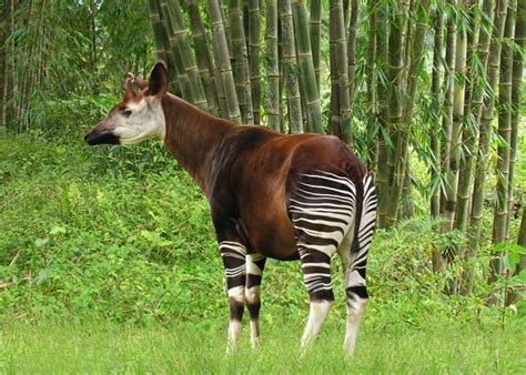 Okapi állat