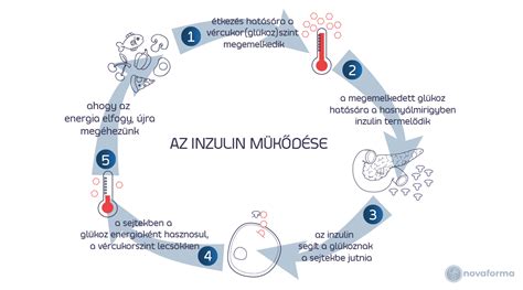 Az inzulin működése a sejtekben