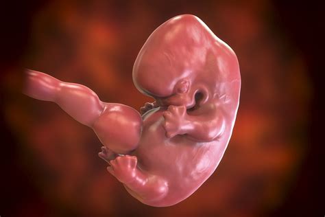Ultrahang kép, amin látható az embrió szívcsövének pulzálása