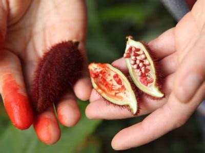 Annatto növény és magjai