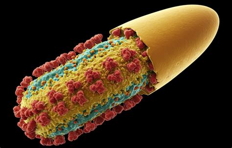 Veszettség fertőzés terjedése