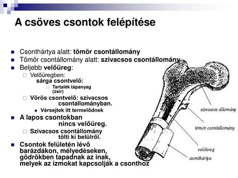A köldökzsinórvér és a csontvelő összehasonlítása