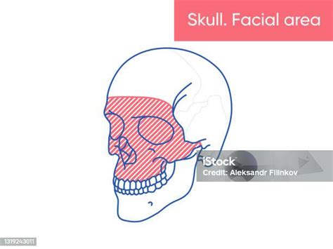 Illusztráció a reproduktív medicina témaköréből