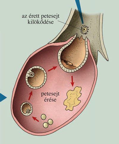 méhbe ágyazódó petesejt