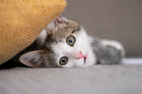 Kiscica tejpótló tápszer a cumisüvegben