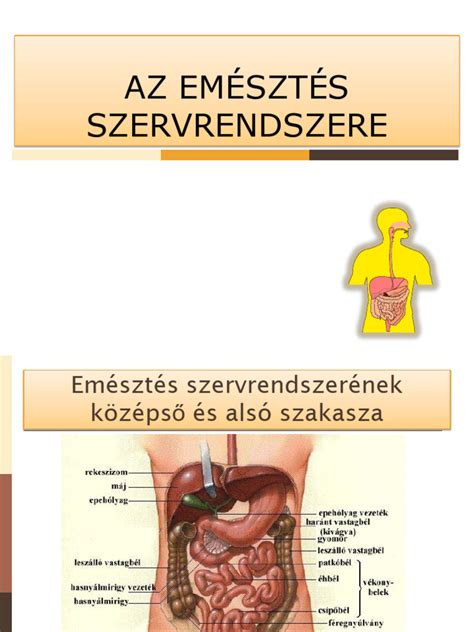 Kiscica hasának masszírozása az emésztés segítésére