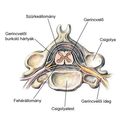 A velőcső fejlődése és záródása