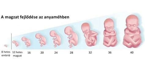 A magzat fejlődése különböző szakaszokban