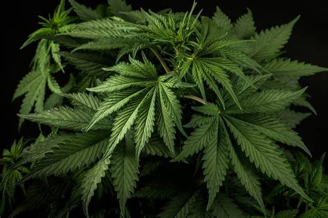 A kender növény és a CBD molekula