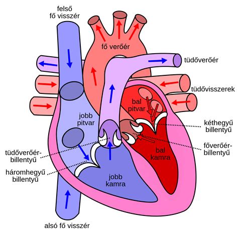 A szívbillentyűk elhelyezkedése és működése