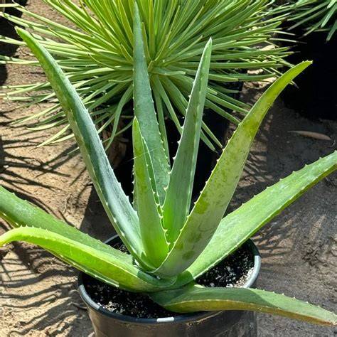 Az Aloe Barbadensis Miller növény illusztrációja