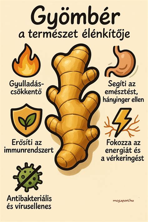 Gyömbér jótékony hatásai infografika