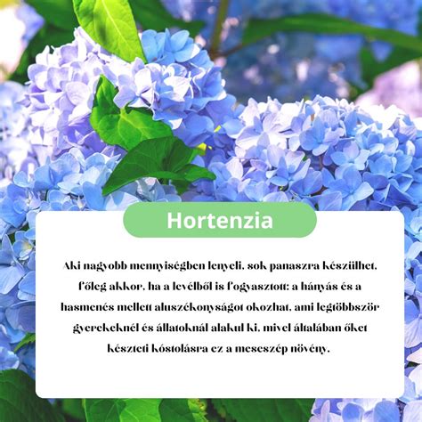 Mérgező növények gyermekek számára