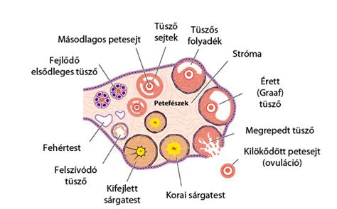 A petefészek működése a ciklus során