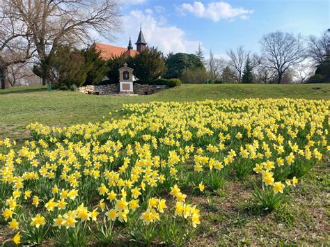 Tavaszi virágzás a Gödöllői Erdészeti Arborétumban