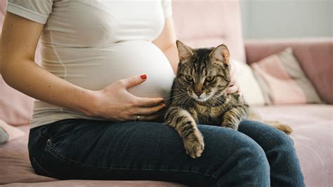 várandós nő és macska