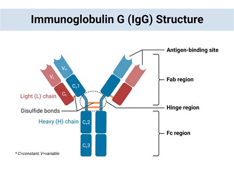 Immun globulin E molekula