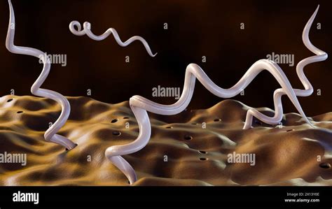 A Borrelia burgdorferi baktérium mikroszkópos képe