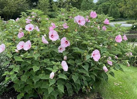 Hibiszkusz virágok