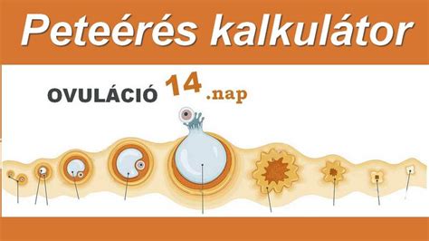 Példa egy peteérés kalkulátor felületére