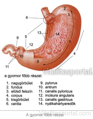 A gyomor anatómiája