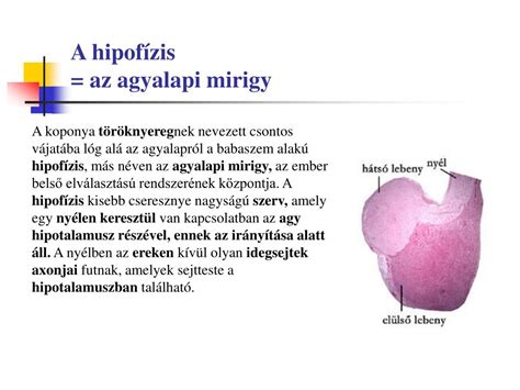 Agyalapi mirigy és petefészek kapcsolatának illusztrációja