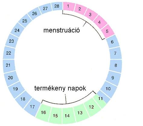 Peteérés és termékeny napok kiszámítása