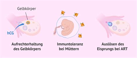 hCG hormon kimutatása terhességi teszttel