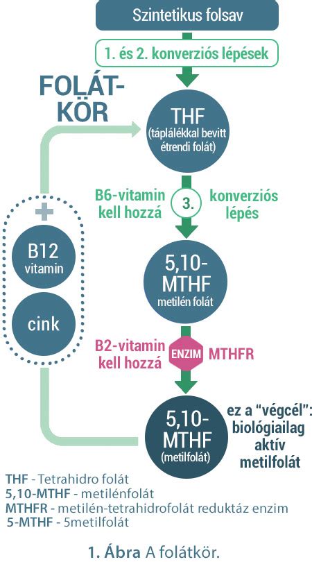 MTHFR gén és enzim