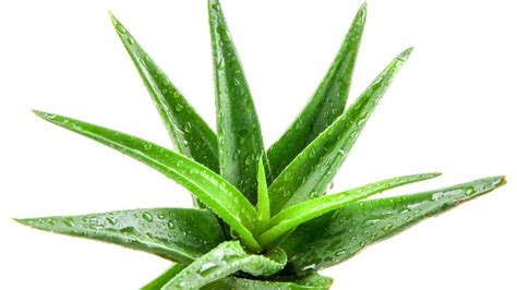 Aloe vera növény és bőrápoló hatásai