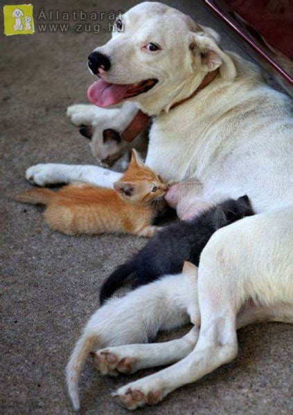 anya kutya táplálása