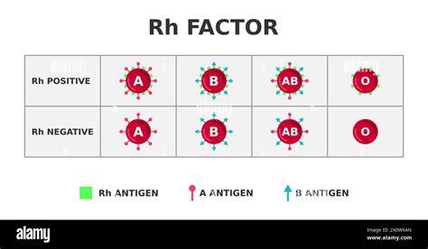 Az Rh-faktor öröklődése