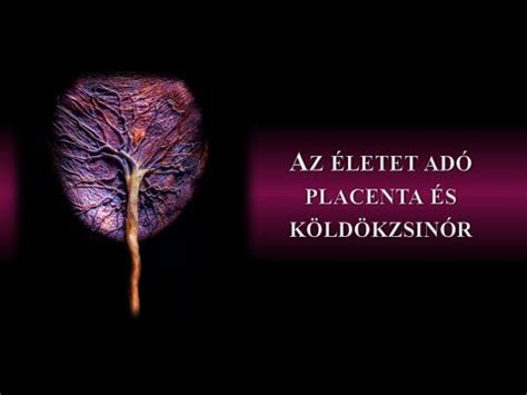 Köldökzsinór és placenta