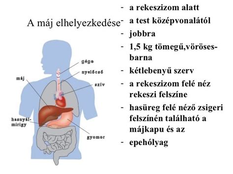 A máj elhelyezkedése a hasüregben