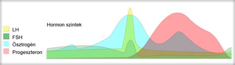 A méhnyak pozíciója és állapota a ciklus során