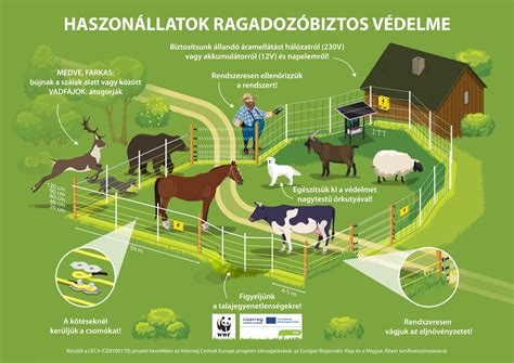 Infografika a CRP működéséről és szerepéről a gyulladásban