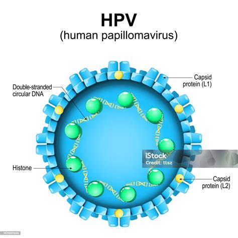 HPV vírus szemléltető ábrája