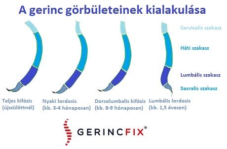 A gerinc fejlődése a csecsemőkorban