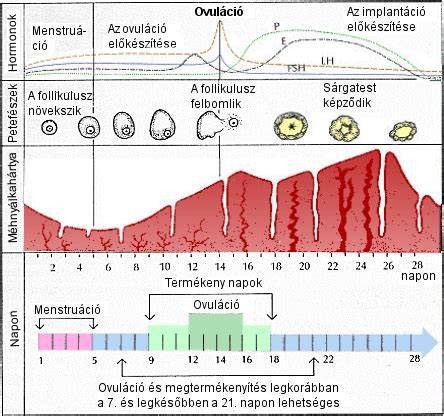 A menstruációs ciklus fázisai és hormonális változások