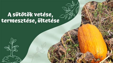 Sütőtök tápanyagtartalma
