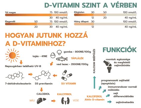 A D-vitamin hatása a női reproduktív rendszerre infografika