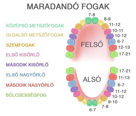 A tejfogak előbújásának sorrendje és átlagos ideje