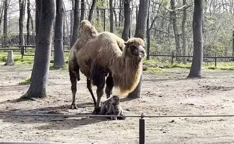 szegedi vadaspark tevecsikó