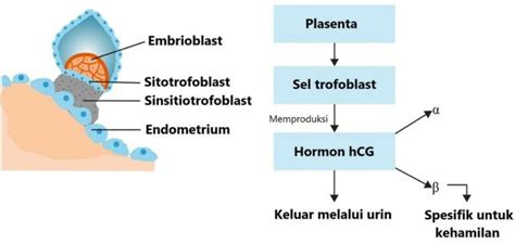 A hCG hormon szerkezete